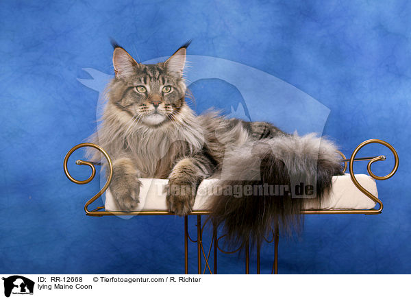 lying Maine Coon / RR-12668