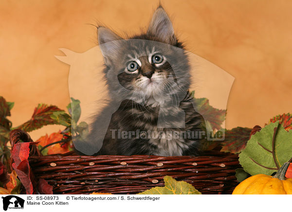Maine Coon Ktzchen / Maine Coon Kitten / SS-08973