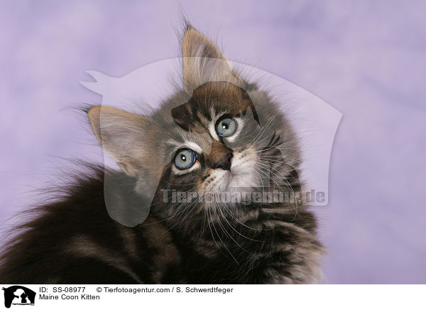 Maine Coon Ktzchen / Maine Coon Kitten / SS-08977