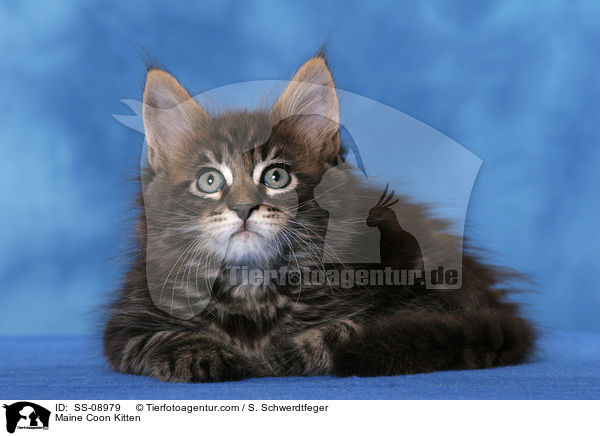 Maine Coon Ktzchen / Maine Coon Kitten / SS-08979