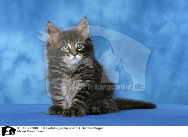 Maine Coon Ktzchen / Maine Coon Kitten / SS-08980