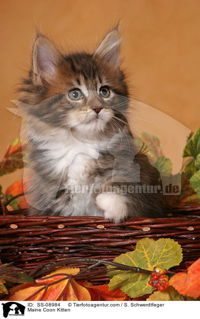 Maine Coon Ktzchen / Maine Coon Kitten / SS-08984