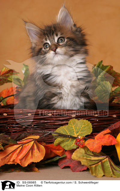 Maine Coon Ktzchen / Maine Coon Kitten / SS-08985