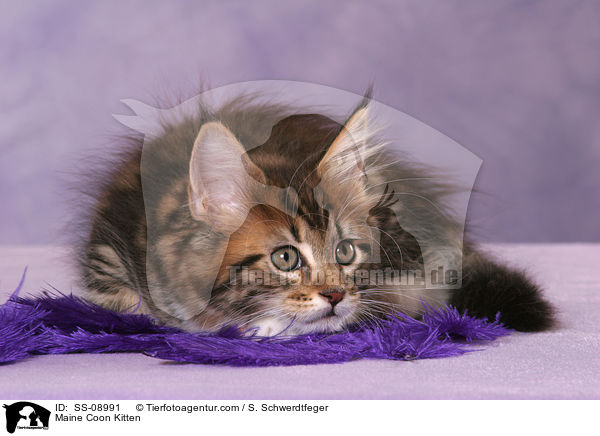 Maine Coon Ktzchen / Maine Coon Kitten / SS-08991