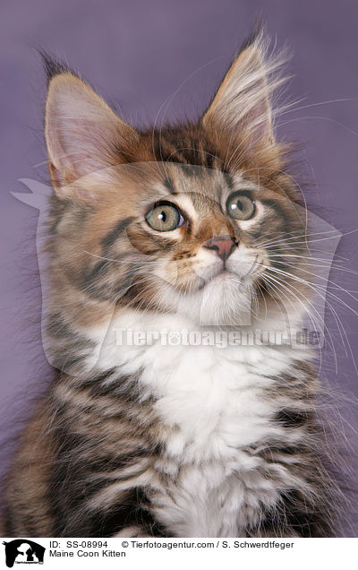 Maine Coon Ktzchen / Maine Coon Kitten / SS-08994