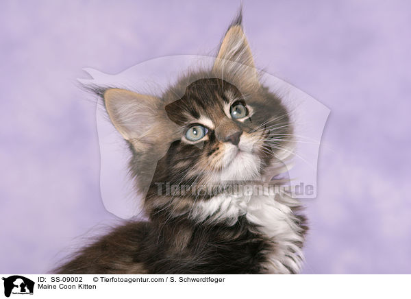Maine Coon Kitten / SS-09002