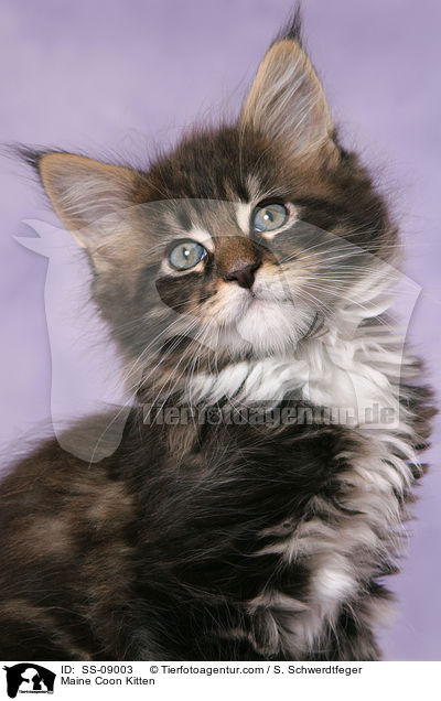 Maine Coon Kitten / SS-09003