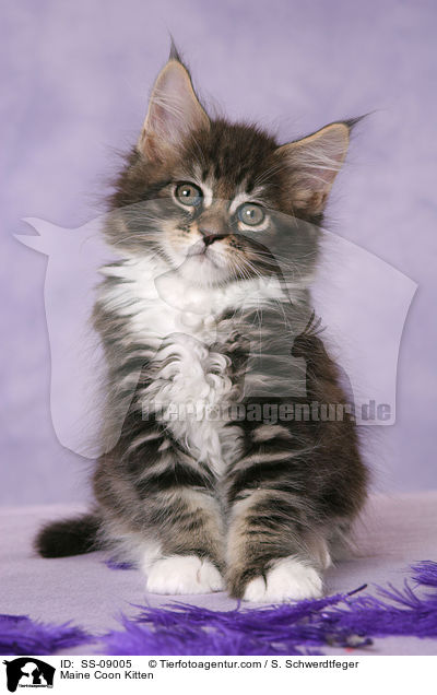 Maine Coon Ktzchen / Maine Coon Kitten / SS-09005