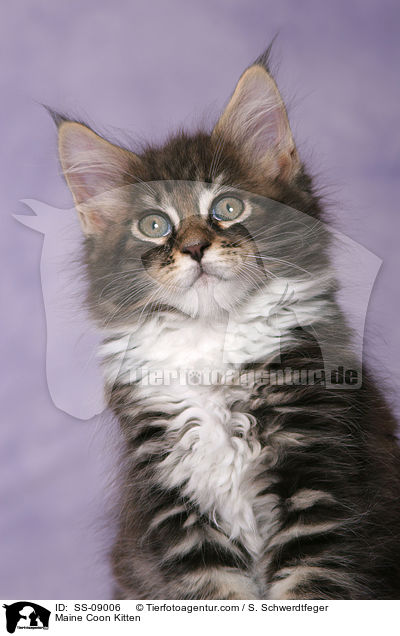 Maine Coon Kitten / SS-09006