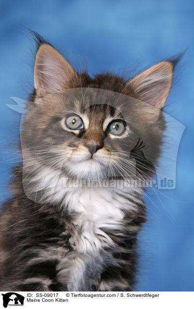 Maine Coon Kitten / SS-09017