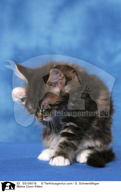 Maine Coon Kitten / SS-09018
