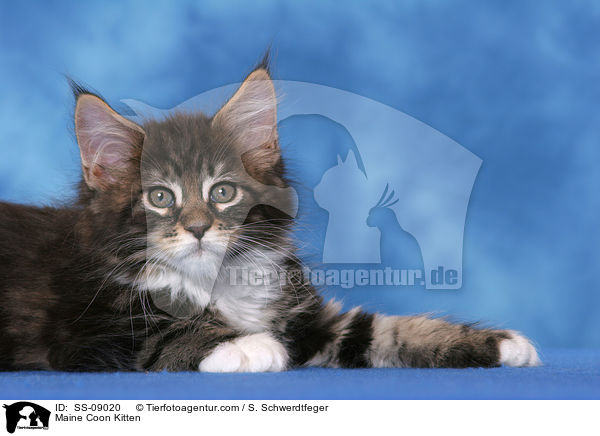 Maine Coon Kitten / SS-09020