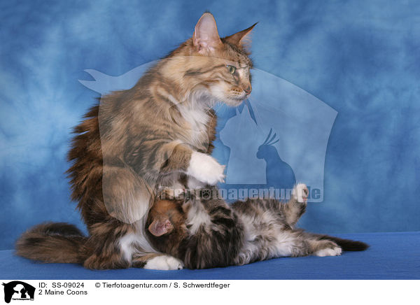 2 Maine Coons / 2 Maine Coons / SS-09024