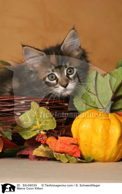 Maine Coon Kitten / SS-09030