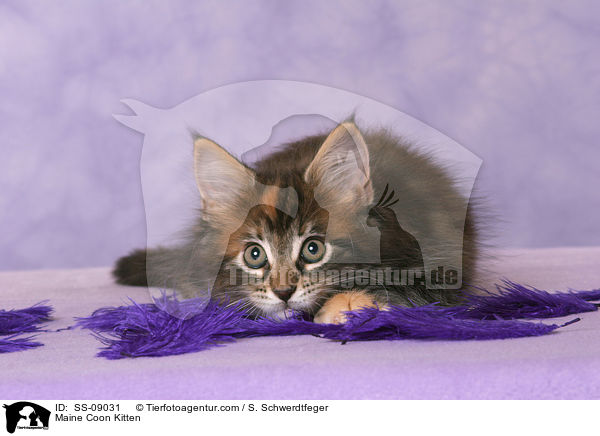 Maine Coon Ktzchen / Maine Coon Kitten / SS-09031