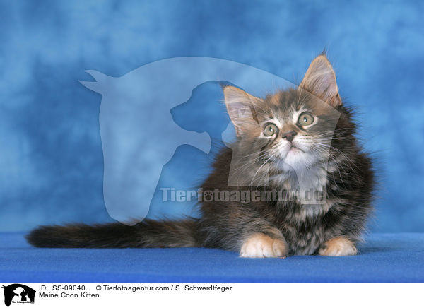 Maine Coon Kitten / SS-09040