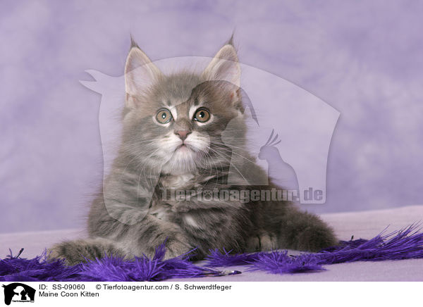 Maine Coon Ktzchen / Maine Coon Kitten / SS-09060