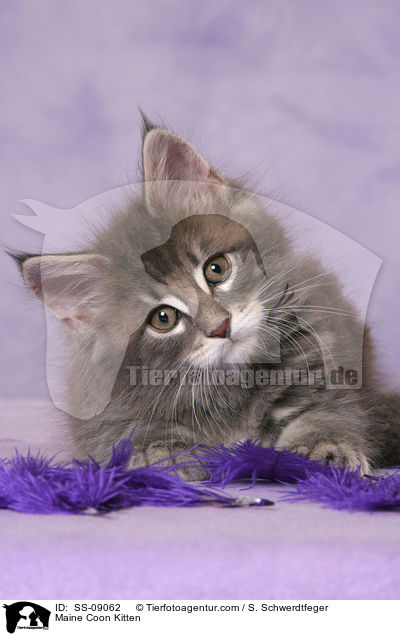 Maine Coon Ktzchen / Maine Coon Kitten / SS-09062