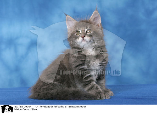 Maine Coon Kitten / SS-09064