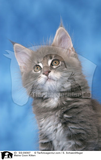 Maine Coon Kitten / SS-09067