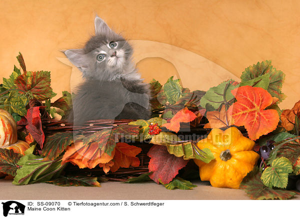 Maine Coon Ktzchen / Maine Coon Kitten / SS-09070