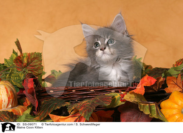 Maine Coon Kitten / SS-09071