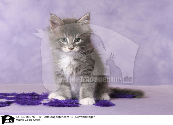 Maine Coon Kitten / SS-09075