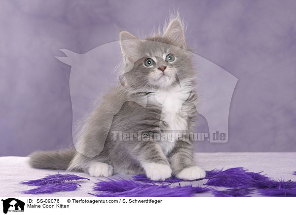 Maine Coon Kitten / SS-09076