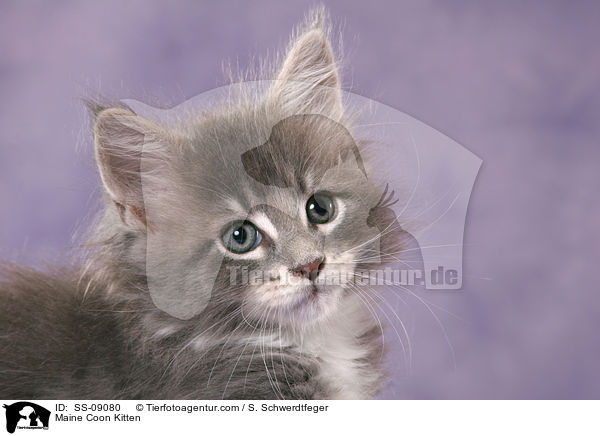 Maine Coon Kitten / SS-09080