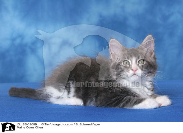 Maine Coon Kitten / SS-09089