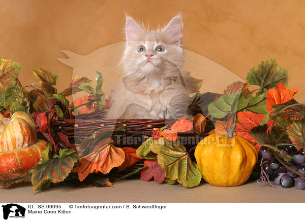 Maine Coon Ktzchen / Maine Coon Kitten / SS-09095