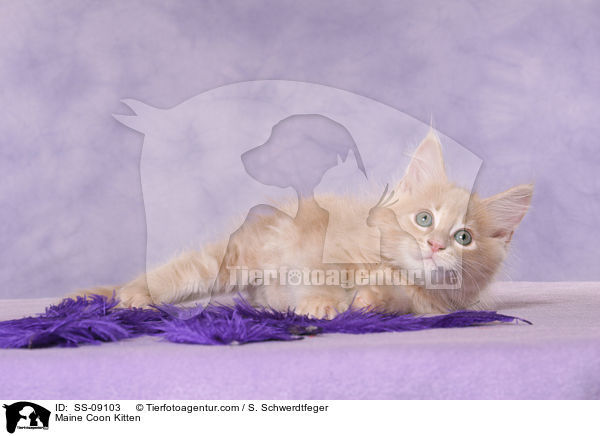 Maine Coon Ktzchen / Maine Coon Kitten / SS-09103