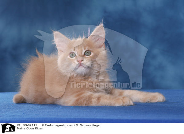Maine Coon Ktzchen / Maine Coon Kitten / SS-09111