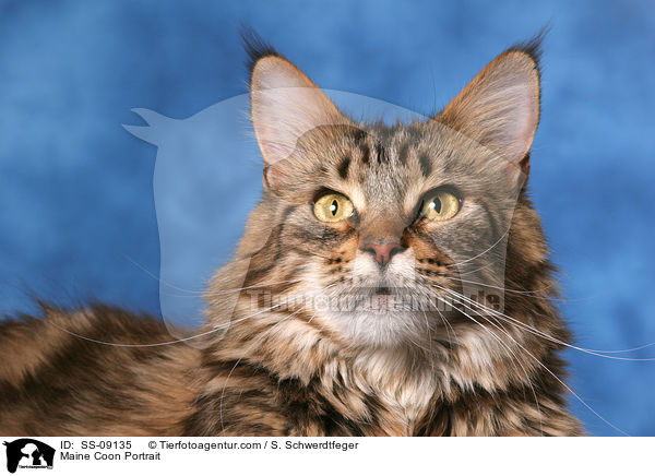 Maine Coon Portrait / Maine Coon Portrait / SS-09135