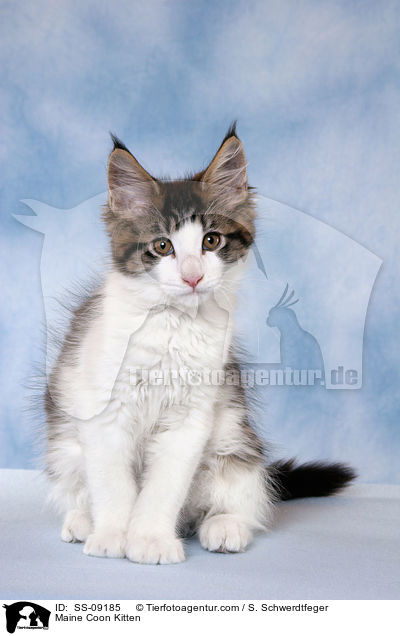 Maine Coon Kitten / SS-09185