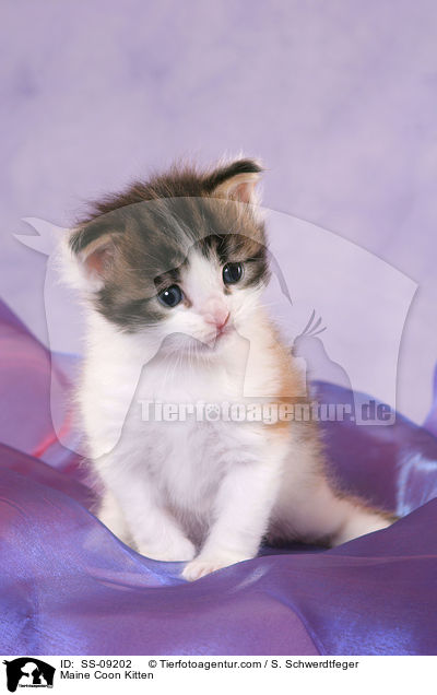 Maine Coon Kitten / SS-09202