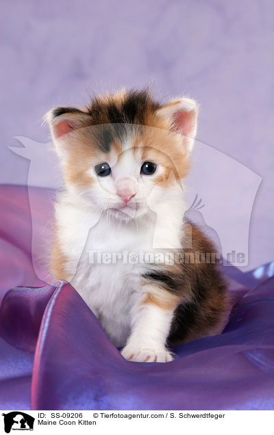 Maine Coon Kitten / SS-09206