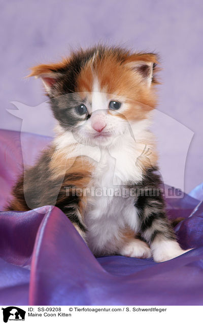 Maine Coon Kitten / SS-09208