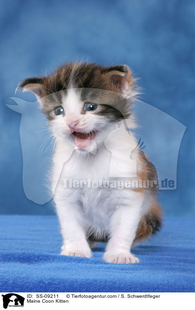 Maine Coon Kitten / SS-09211