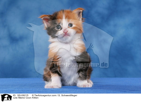 ses Maine Coon Ktzchen / cute Maine Coon Kitten / SS-09215