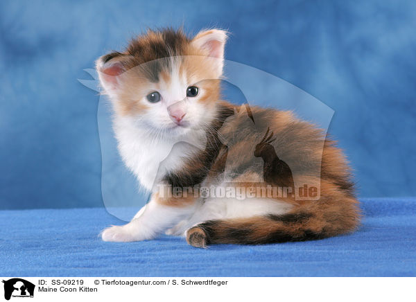 Maine Coon Kitten / SS-09219