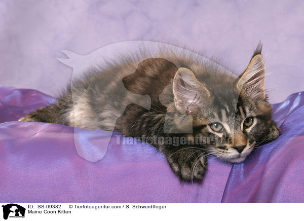 Maine Coon Kitten / SS-09382