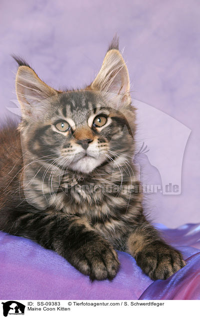 Maine Coon Kitten / SS-09383
