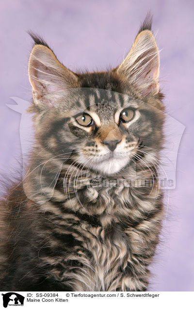 Maine Coon Kitten / SS-09384