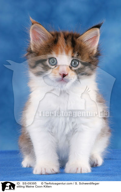 sitting Maine Coon Kitten / SS-09395