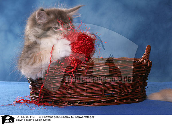 playing Maine Coon Kitten / SS-09413