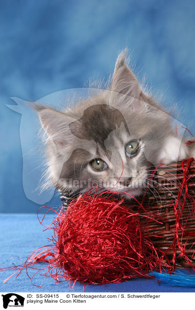 spielendes Maine Coon Ktzchen / playing Maine Coon Kitten / SS-09415