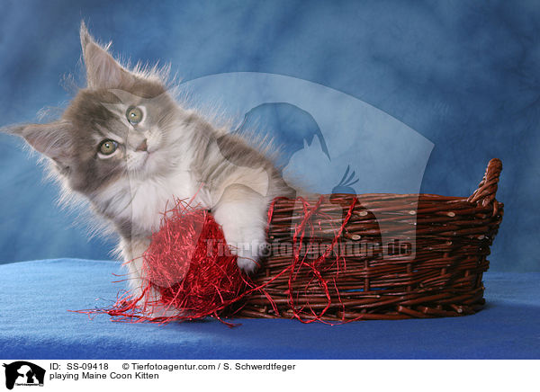 spielendes Maine Coon Ktzchen / playing Maine Coon Kitten / SS-09418