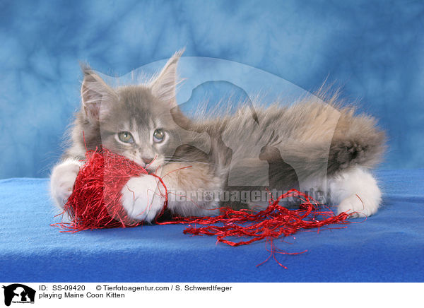 spielendes Maine Coon Ktzchen / playing Maine Coon Kitten / SS-09420