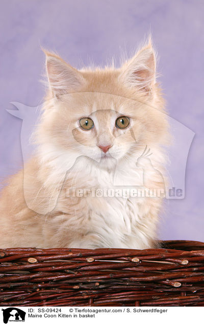 Maine Coon Ktzchen in Krbchen / Maine Coon Kitten in basket / SS-09424